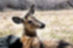 Tagged deer. Photo by USDA-APHIS