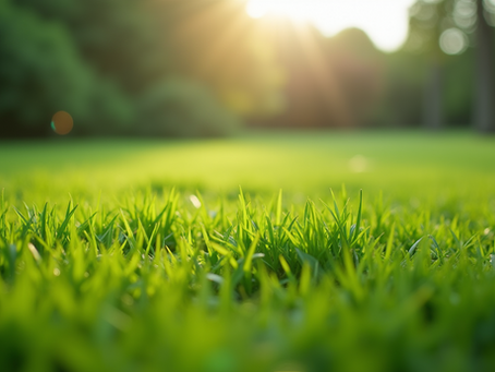 Mastering Hydroseeding Aftercare: The Ultimate Guide to Watering, Fertilizing, and Mowing Success