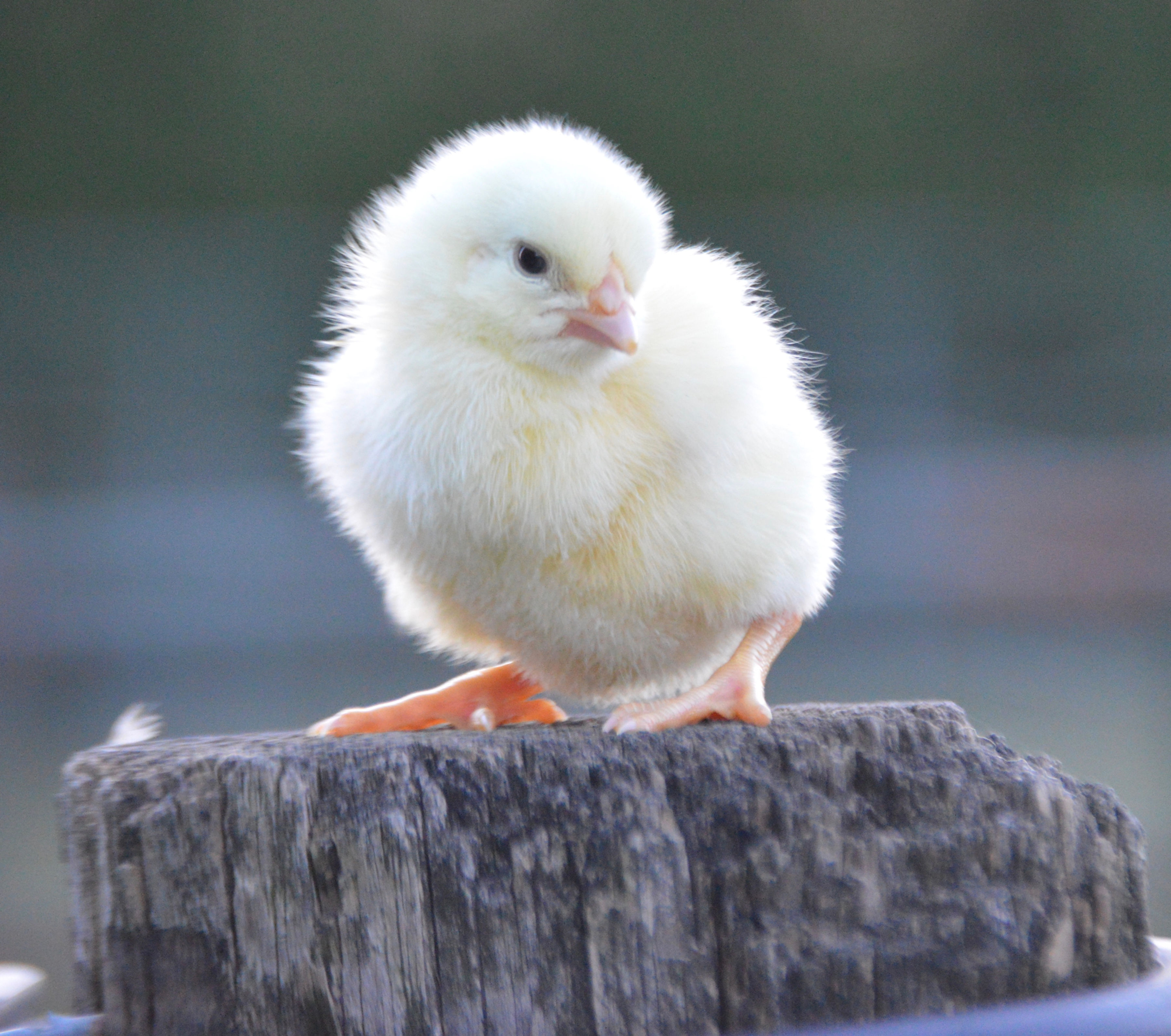 Cornish Cross White Broiler