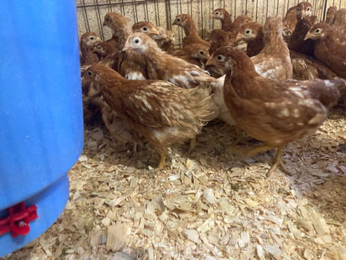 Pullets Piling Novogen Egg Layer Pullets | ChickInn
