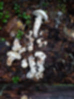 freshly exposed pine mushrooms (matsutake) growing in moss