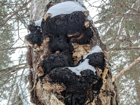 Chaga