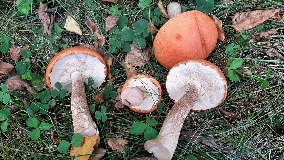 freshly harvested kazary (bolete)