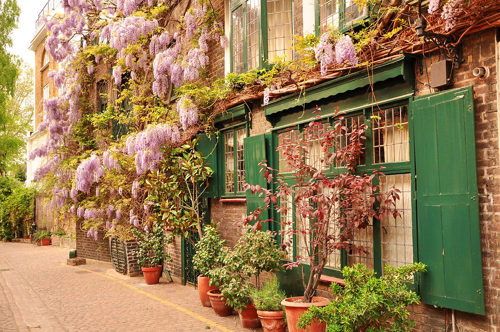 Beautiful mews in London with wisteria.jpg