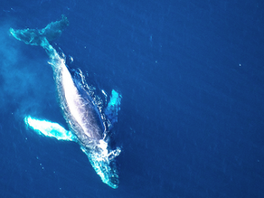 2023 Large Whale Aerial Surveys