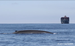 whaleship_JohnCalambokidis-CRC_edited.jpg