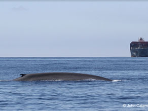 Are voluntary vessel speed reduction initiatives protecting whales?