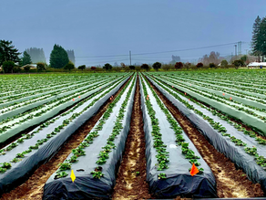 Plasticulture Team Presents to Congress Offices