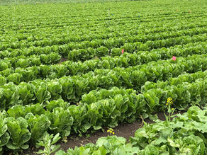 Building Healthy Soils to Help Conserve the Ocean