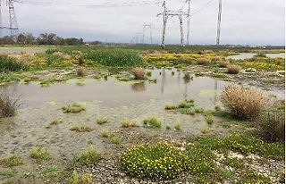 Example of what a completed multi-benefit land repurposing project could look like, in this case a treatment wetland.
