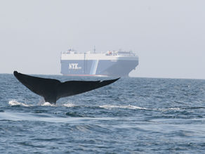 Collaborating with Companies for Whales and People