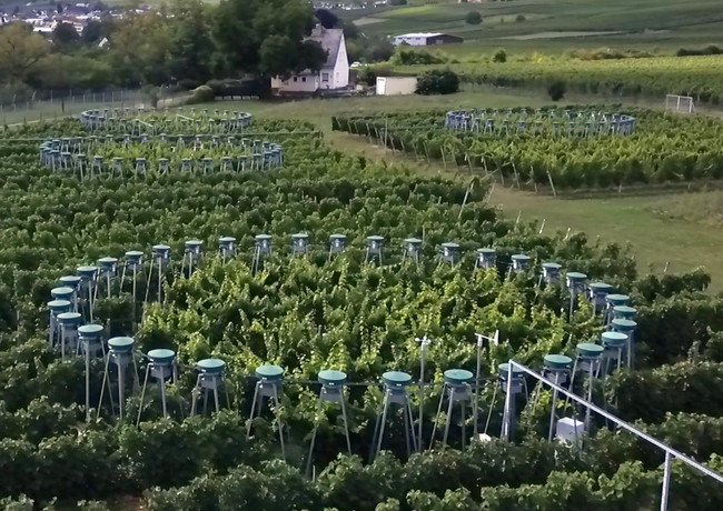 Ein Riesling aus Norwegen