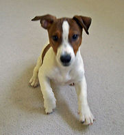 Baby Bailey Boy.jpg