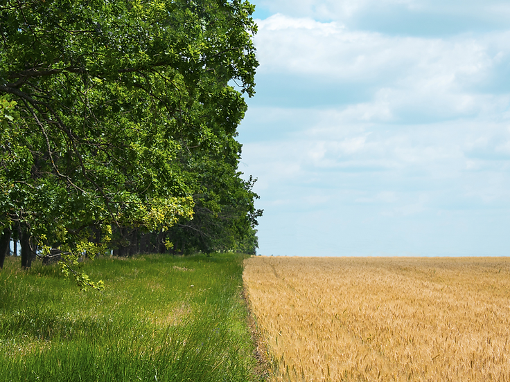 IMAGE ONLY What is Glyphosate GREEN AND BARREN LAND.png