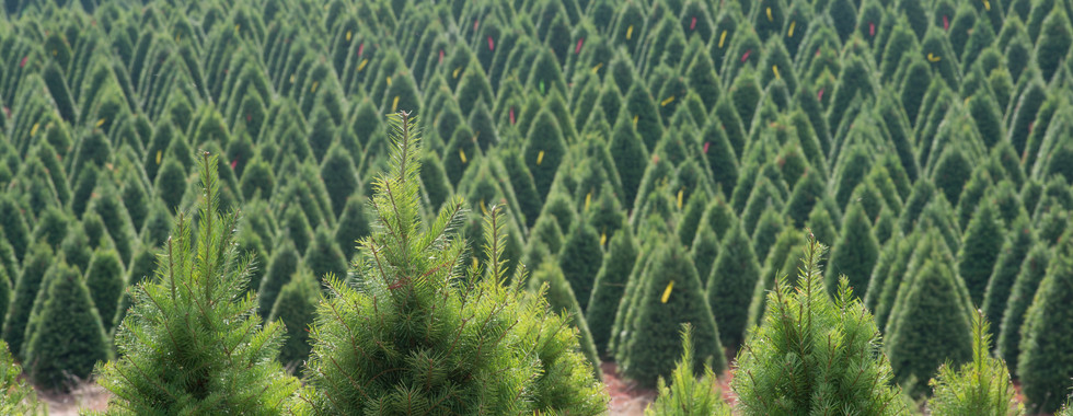 Diagonal camera shot of a field of Christmas Trees on a tree farm