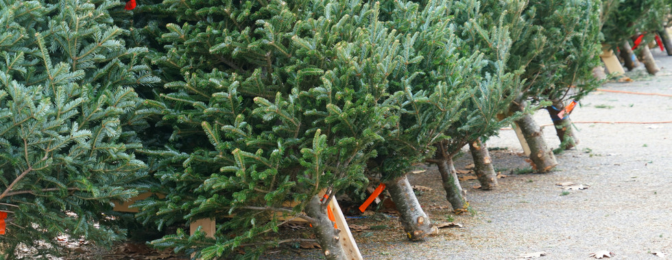 Leaning Christmas trees in a lot