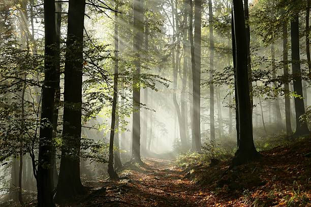 Sunlight streams through tall trees in a misty forest, casting shadows on a leaf-covered path. The mood is serene and tranquil.