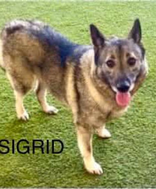 SIGRID AL.jpg