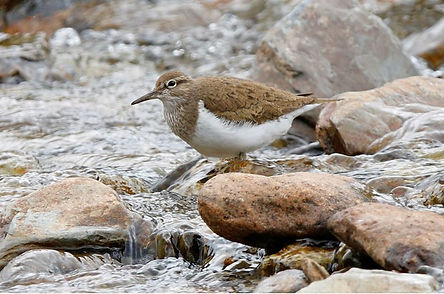 Common Sandpiper on the River Irfon, Llanwrtyd Wells