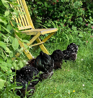Our chickens in the garden