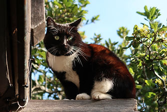 Skittens ScarletCape.JPG