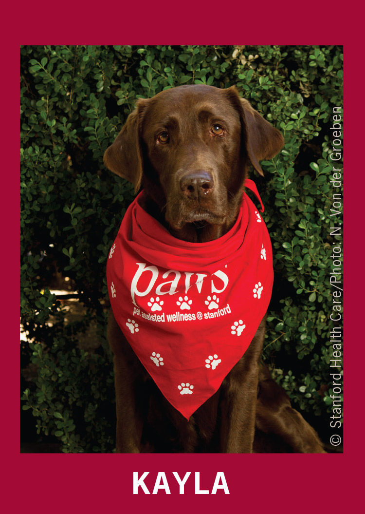 After months of training, we were certified by the nationwide organization Pet Partners and could work at Stanford University and Stanford Hospital (Pet Assisted Wellness or PAWS) as a therapy dog team.