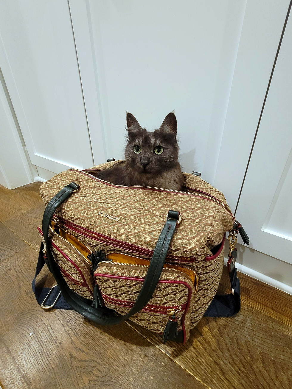 DeeDee peeking out of her favorite carrier bag.