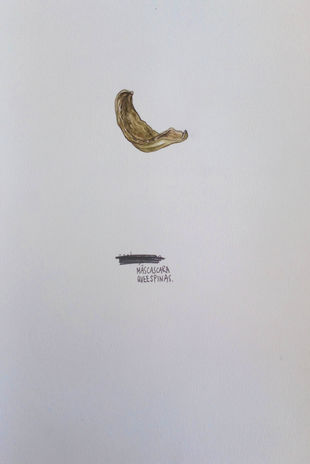 Cáscara de fruto. Ceiba pentandra. Gary Vera Z.