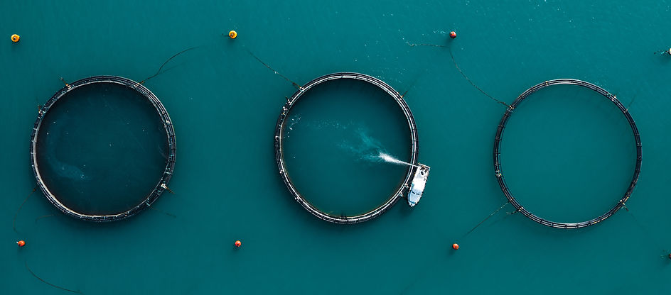Aquaculture sector