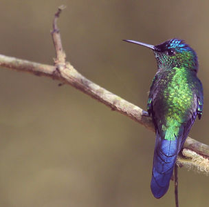 Hummingbird