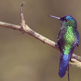 Hummingbird