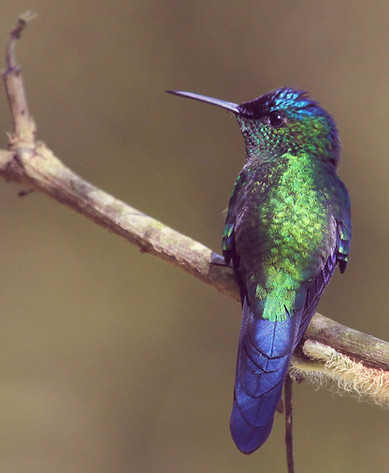 Beija Flor na doença paralisia supranuclear progressiva