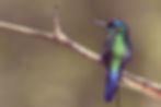 Colibri