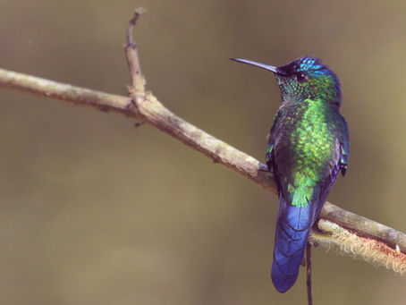 What Happens to Wildlife in a Wildfire?