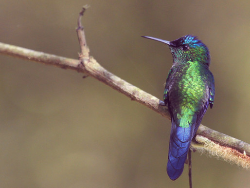 Los sonidos de la naturaleza que mejoran tu salud