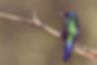Colibri