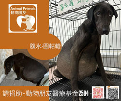 動物朋友醫療基金