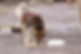 動物朋友 Animal Friends