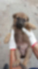 動物朋友 Animal Friends
