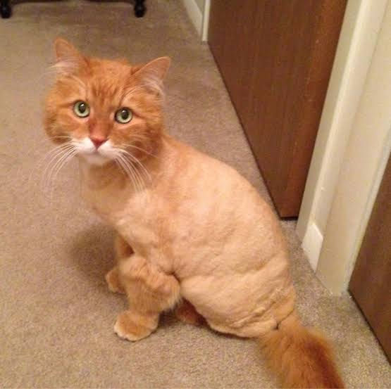 Tüyleri traş edilmiş mutsuz gözüken sarman bir kedi