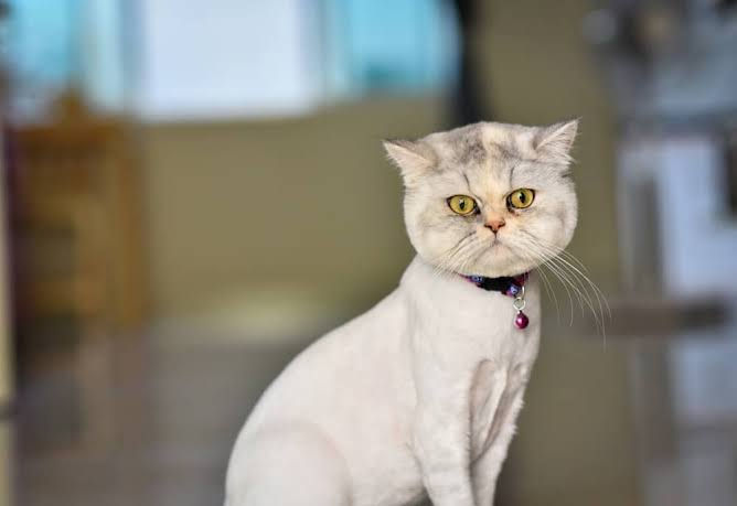 Tüyleri tıraş edilmiş gri Scottish fold bir kedi
