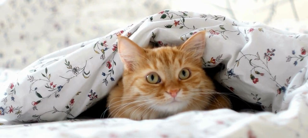 beyaz çiçekli bir yorganın içerisinde sarman kedi