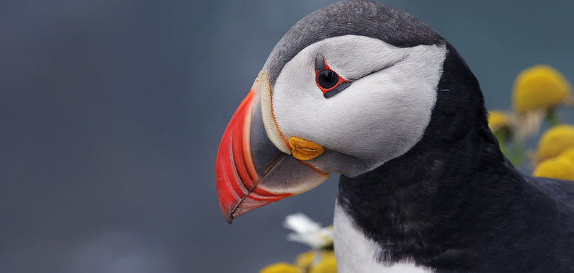 puffin.jpg