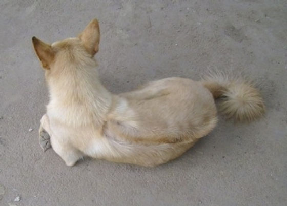 Pharaoh Ridgeback The Forgotten Fourth Ridgeback: Part 1 of a Three-Part Series on the ...
