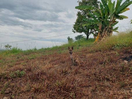 "Kindred Spirits: Phu Quoc Ridgebacks and the Human Connection"