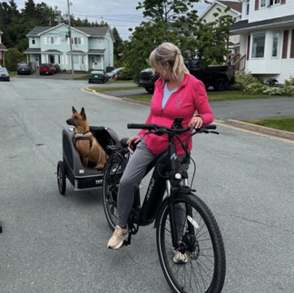 phu quoc ridgeback dog in back of a bike
