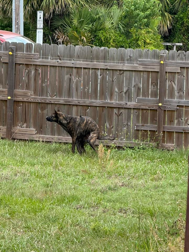 Brindle vietnamese phu quoc dog squatting to poop in a grassy yard near a wooden fence. Palms and a red car are visible in the background, creating a suburban scene.