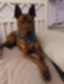 Brindle vietnamese phu qo=uoc dog with a blue collar lies on a bed with crossed paws, near a pillow. White headboard and bedside lamp in the background.