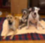A fawn vietnamese phu quoc ridgeback dog and two pitbulls sitting on a beige blanket over a plaid carpet, in a cozy room with wooden floors. They appear calm and attentive.