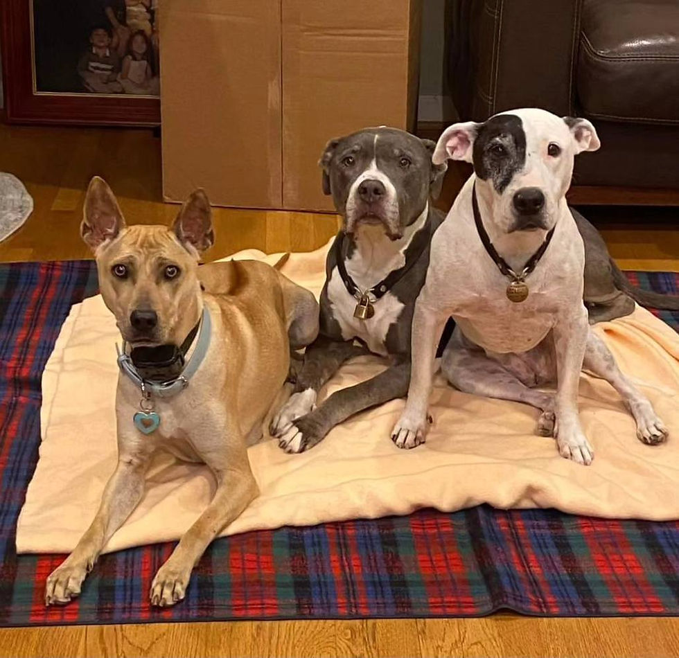 A fawn vietnamese phu quoc ridgeback dog and two pitbulls sitting on a beige blanket over a plaid carpet, in a cozy room with wooden floors. They appear calm and attentive.